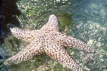 Seastar Seastar